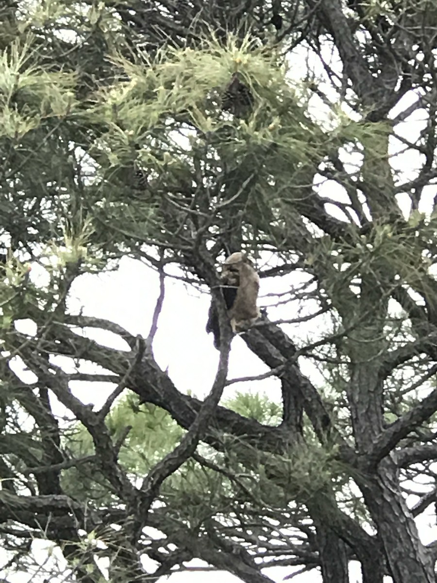 Great Horned Owl - ML50842331
