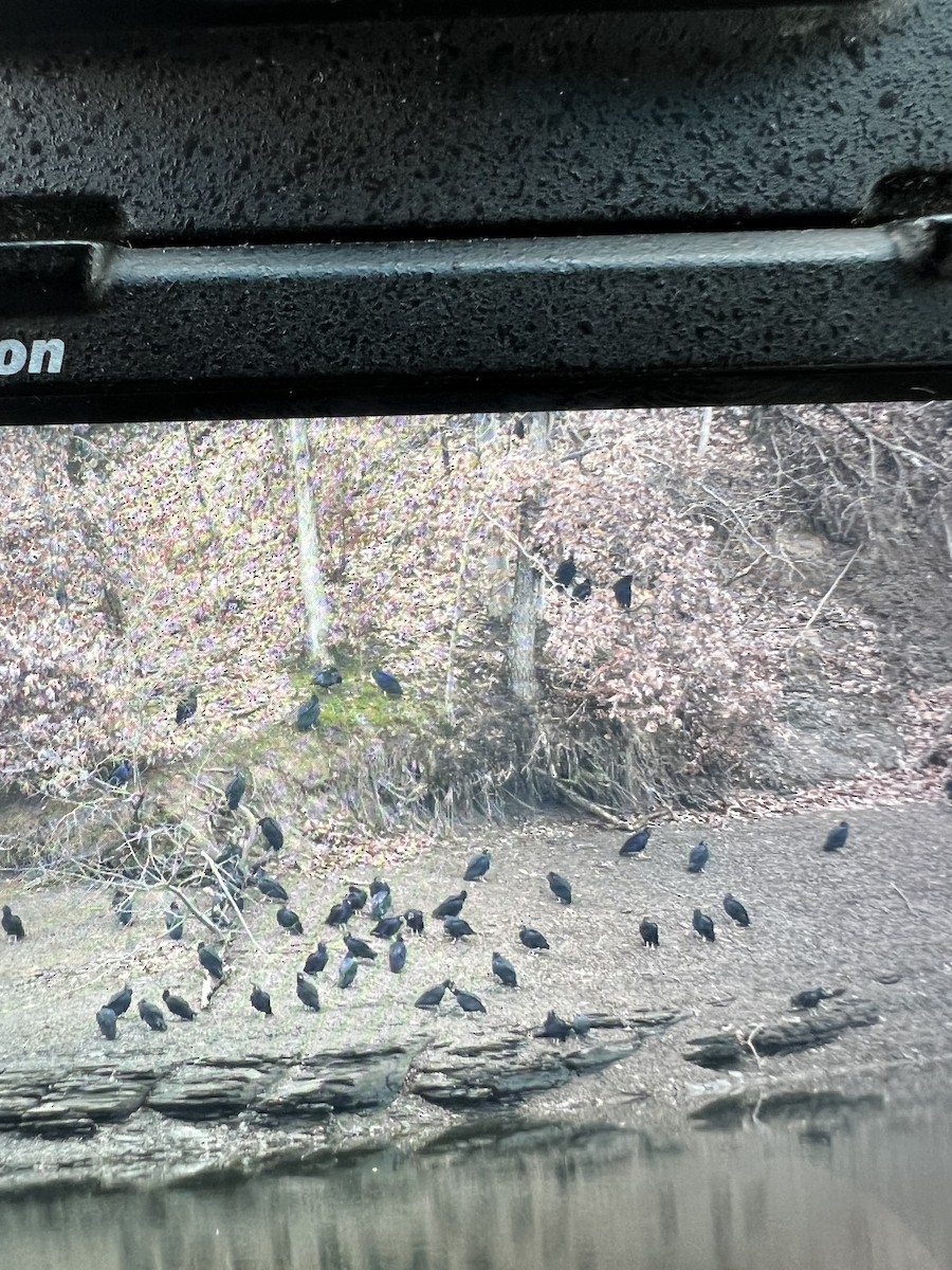 eBird Checklist 29 Nov 2022 Hoover ReservoirTwin Bridges Boat
