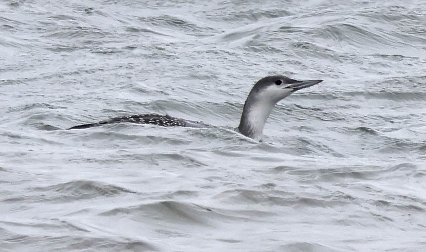 Red-throated Loon - Mark Dennis
