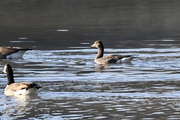Greater White-fronted Goose - ML508427181
