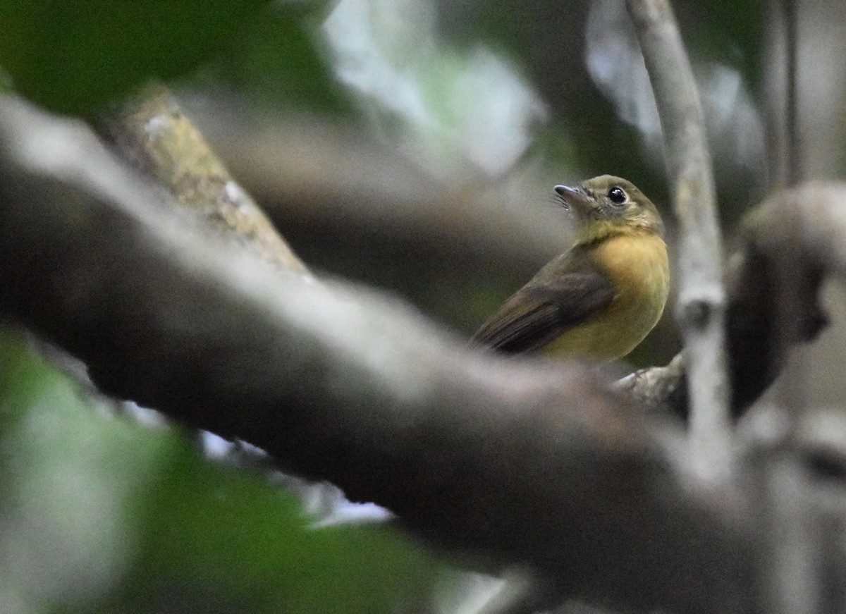 Whiskered Flycatcher (Yellow-rumped) - ML508435471