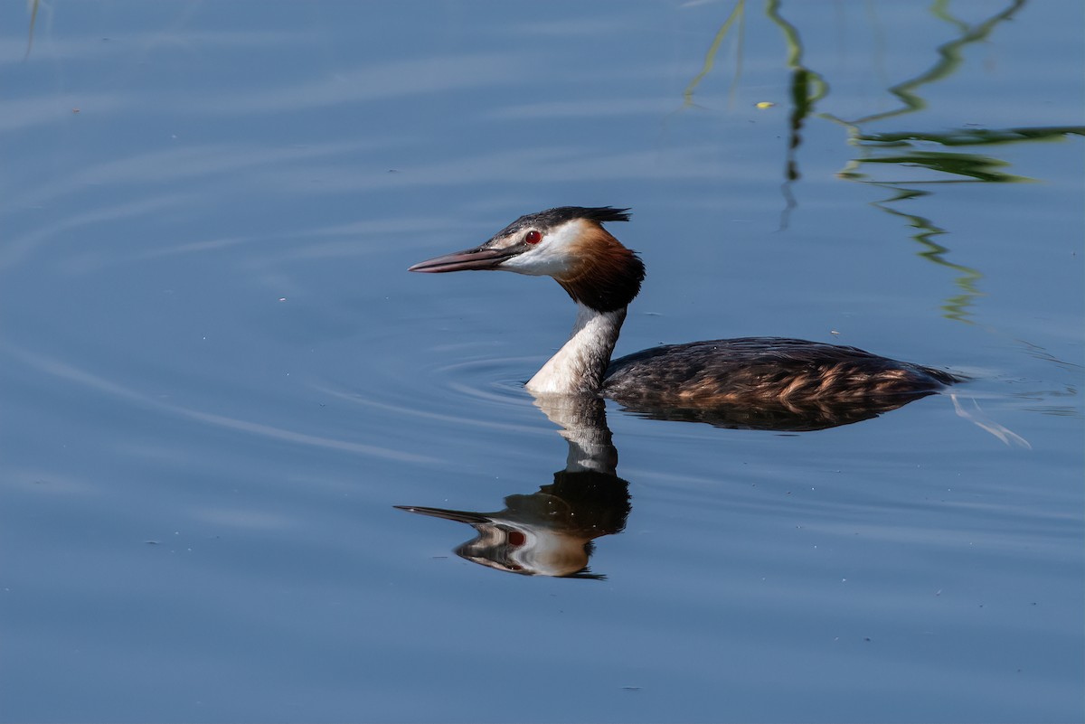 Great Crested Grebe - ML508442211