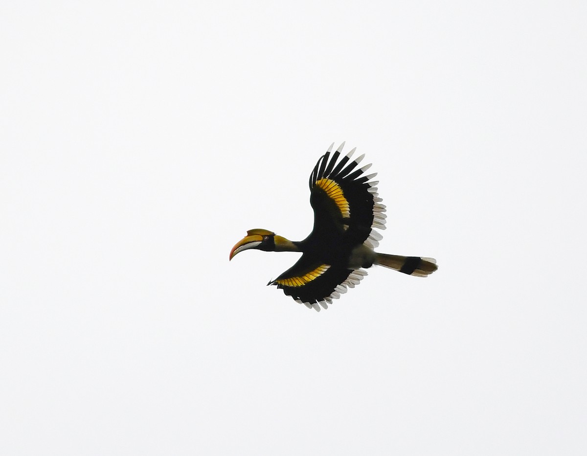 Great Hornbill - Joshua Vandermeulen
