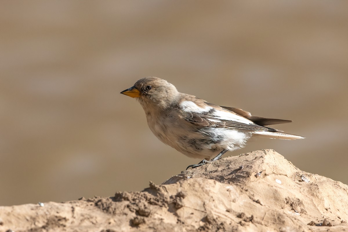 White-winged Snowfinch - ML508444731