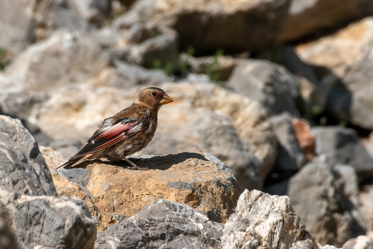 Crimson-winged Finch - Eren Aksoylu