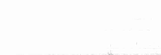 Spot-tailed Nightjar - ML508446971