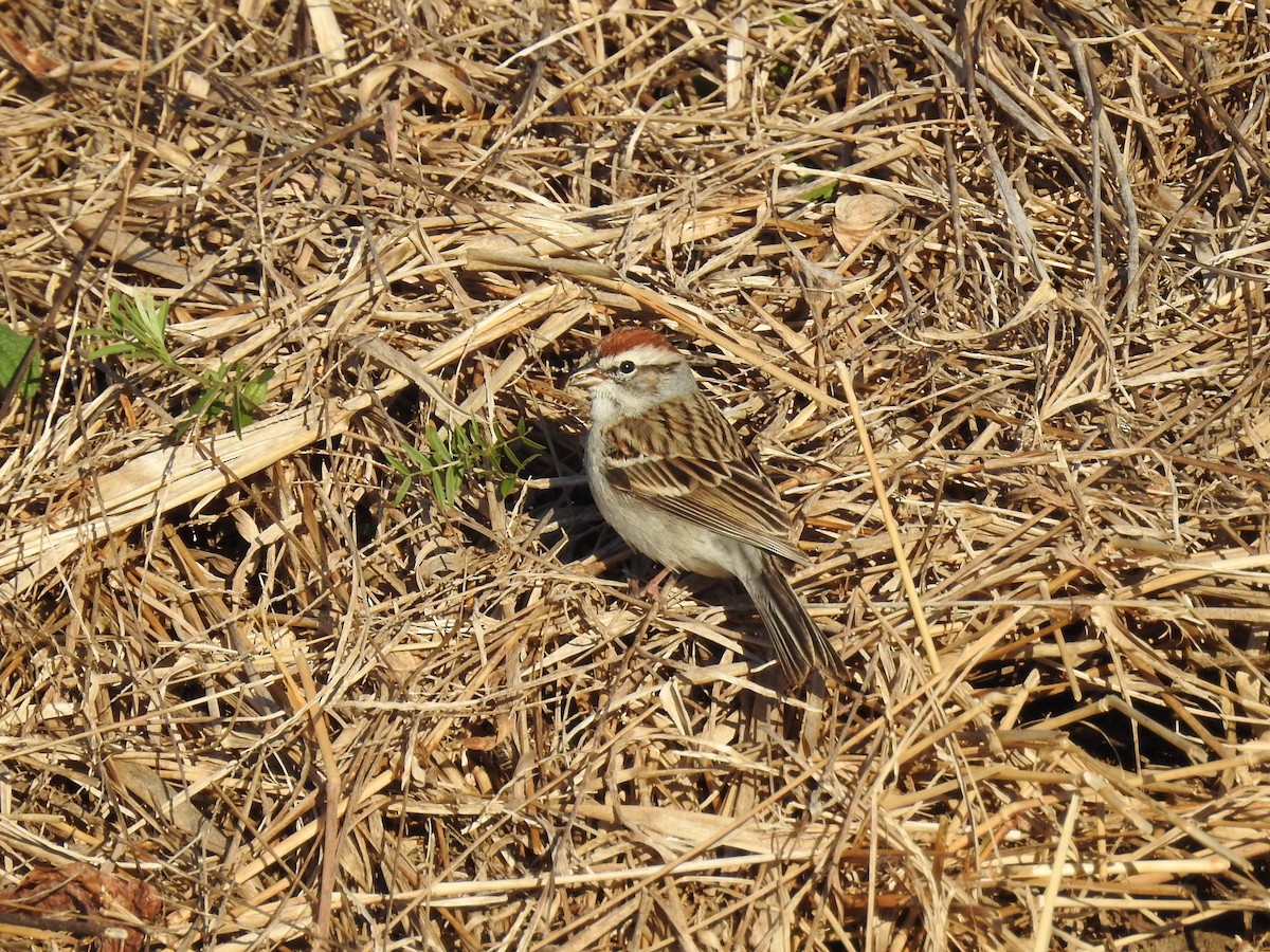 Chipping Sparrow - Laura Mae