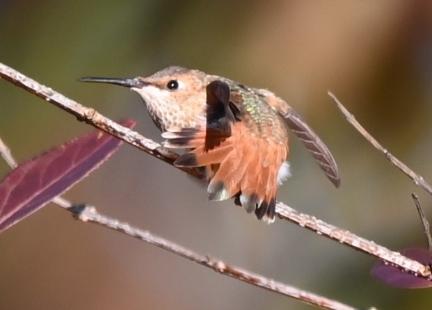 Allen's Hummingbird - ML508452351