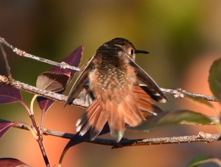 Allen's Hummingbird - ML508452361