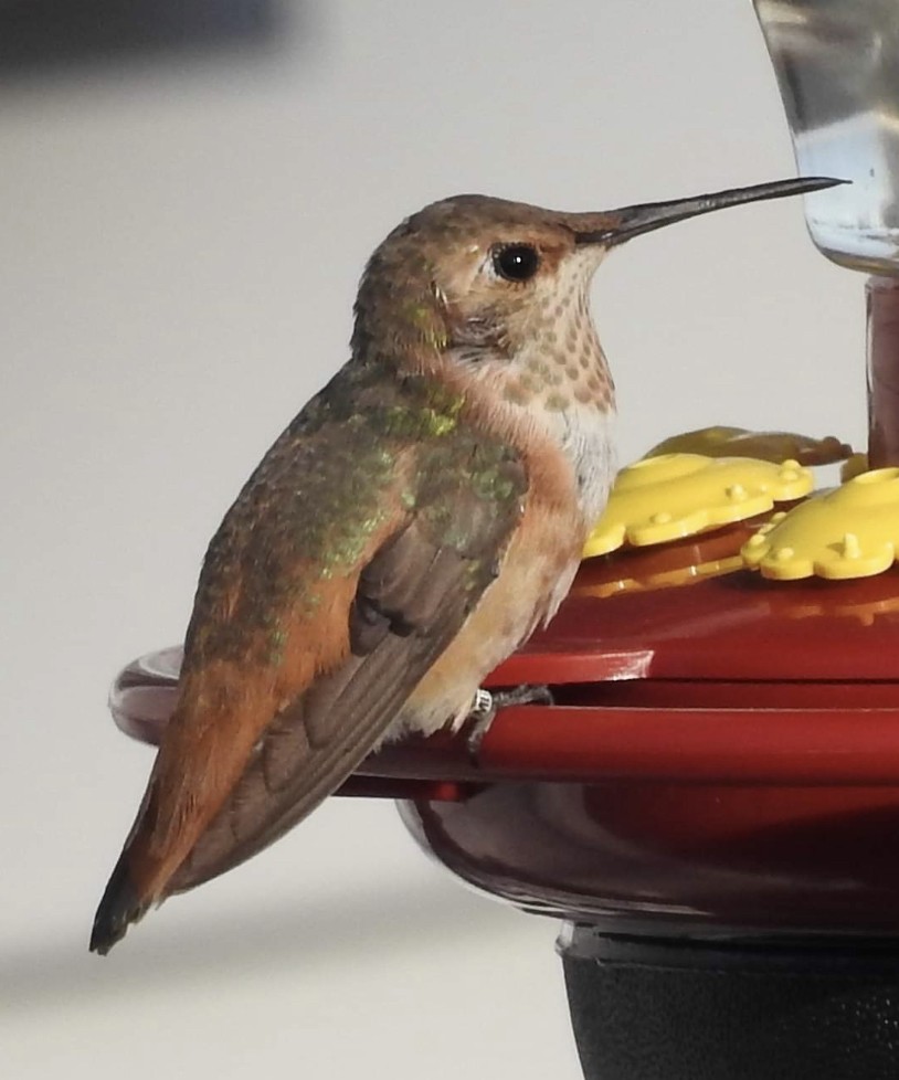 Allen's Hummingbird - ML508452371