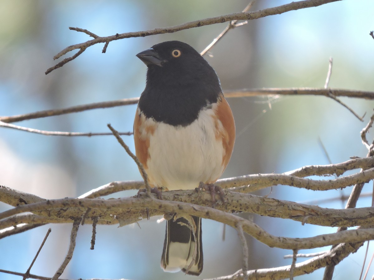 eBird Checklist 11 Mar 2017 Honeymoon Island SP 57 species (+2