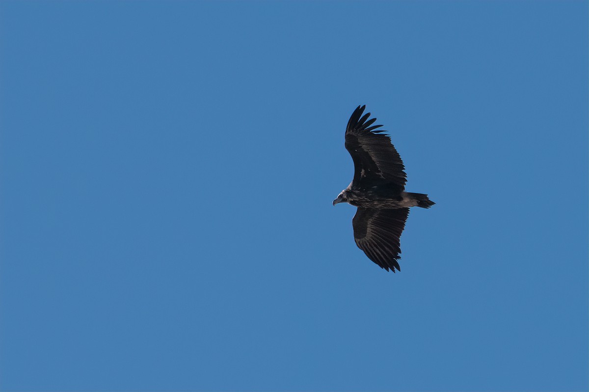 Cinereous Vulture - ML508453061