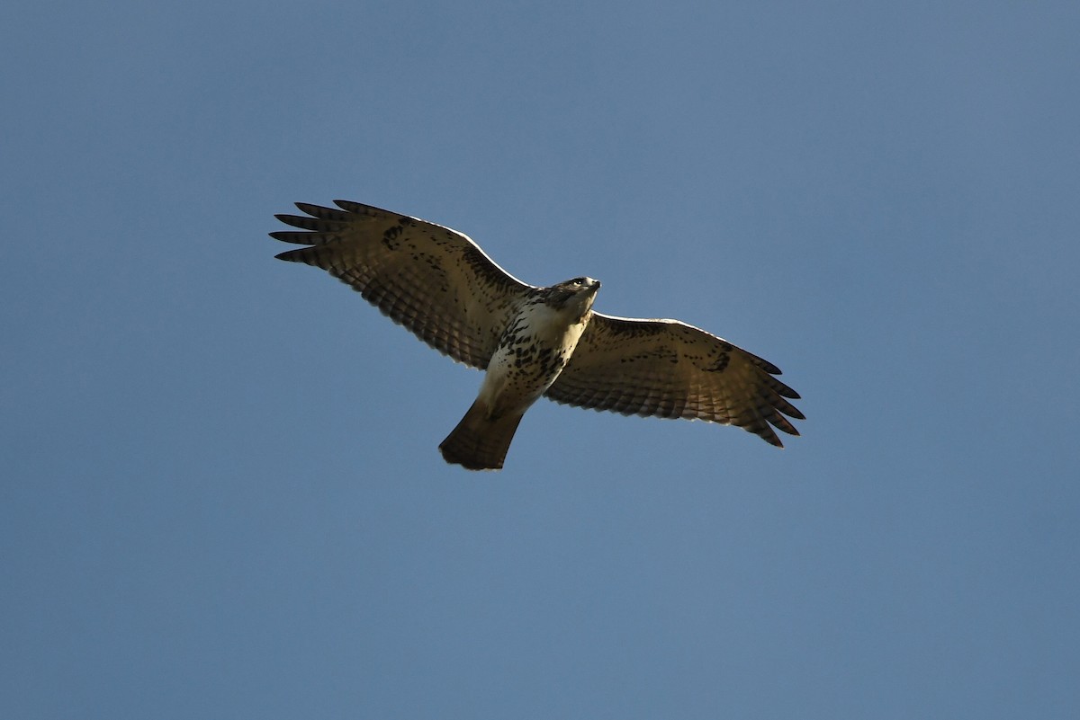 Red-tailed Hawk (borealis) - ML508453171