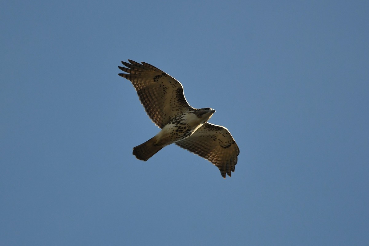 Red-tailed Hawk (borealis) - ML508453181