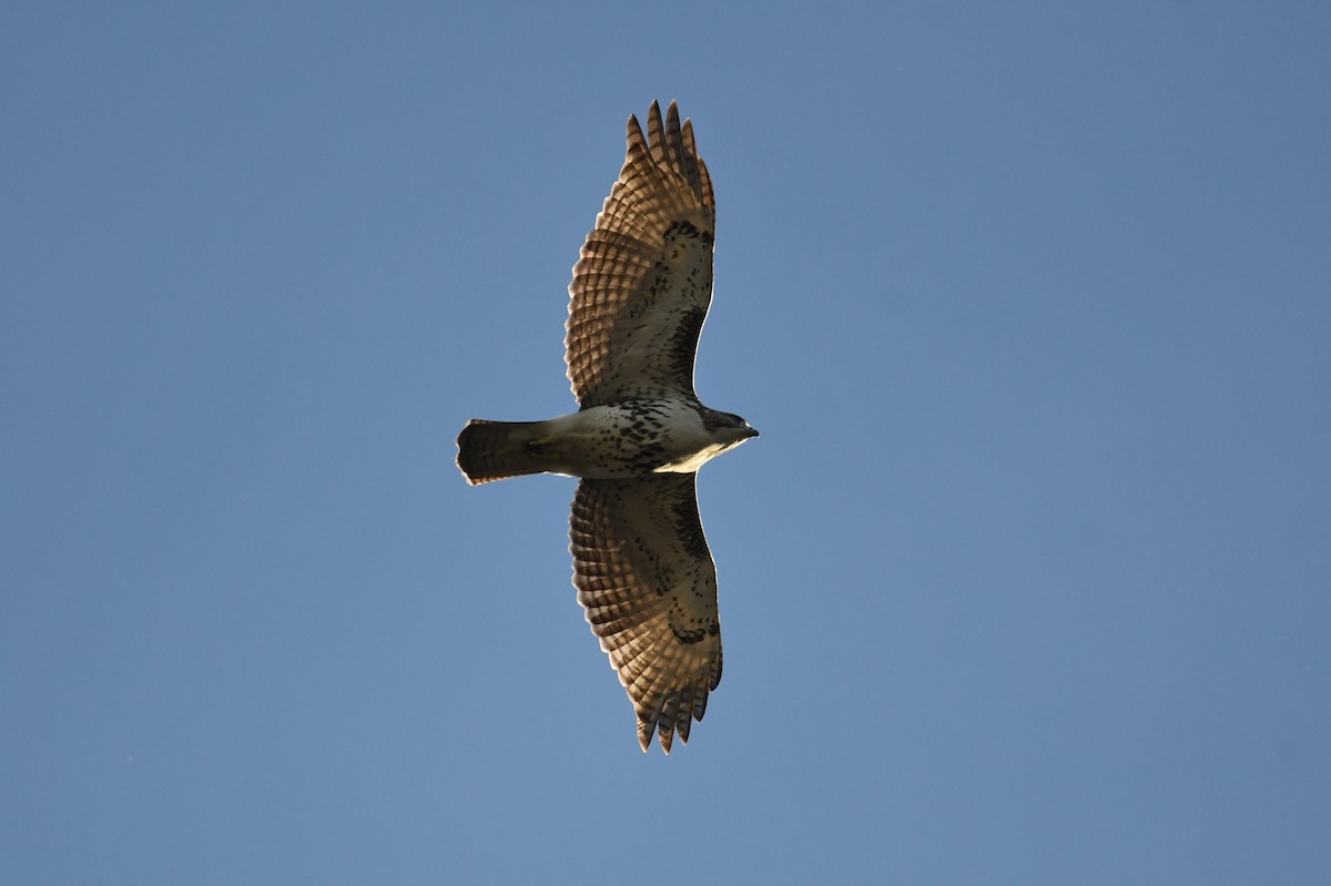 Red-tailed Hawk (borealis) - ML508453201