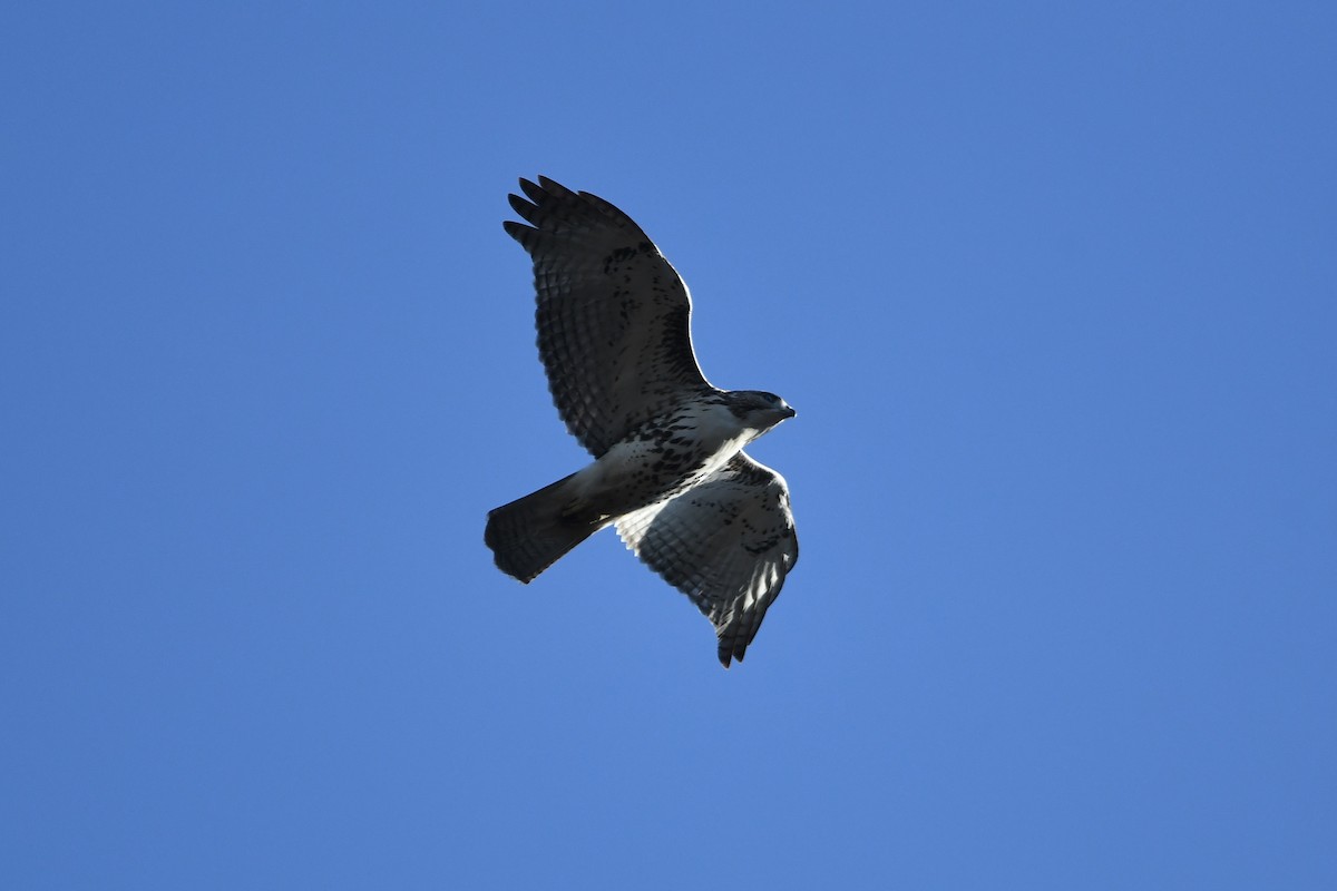Red-tailed Hawk (borealis) - ML508453511