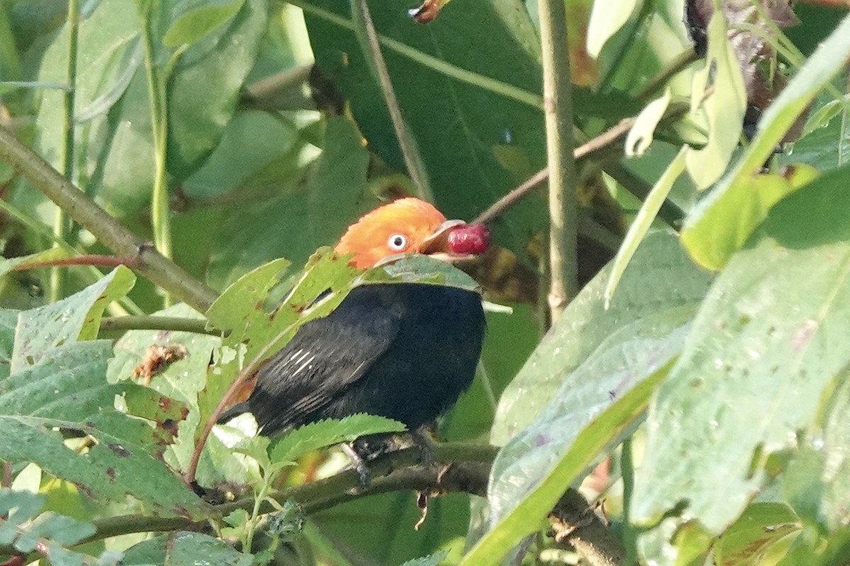 Red-capped Manakin - ML508460081