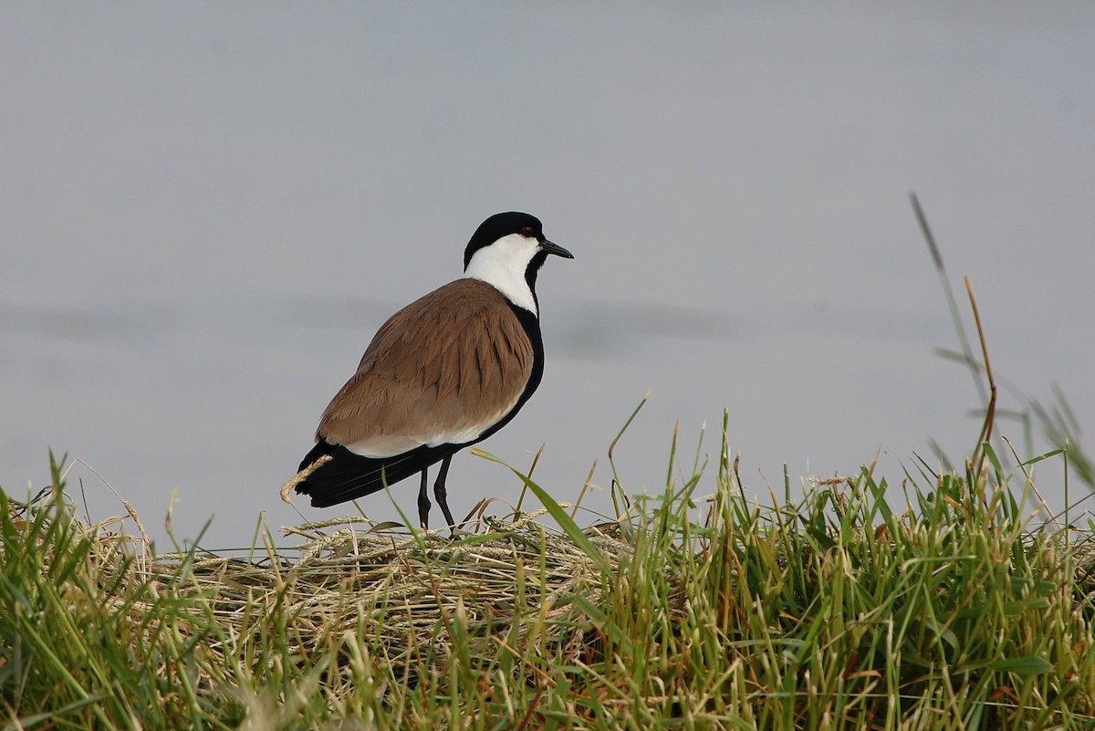 Spur-winged Lapwing - ML50846151