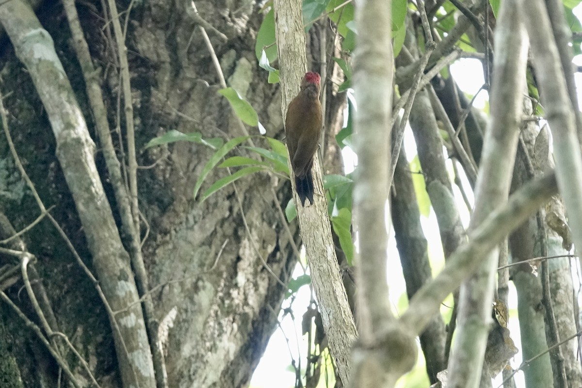 Smoky-brown Woodpecker - ML508468241
