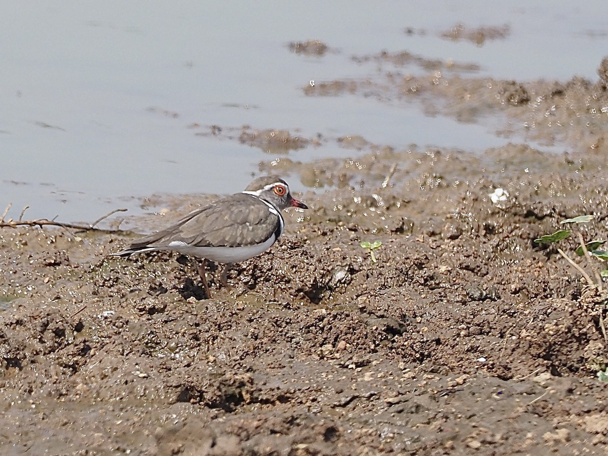 Three-banded Plover - ML508468521