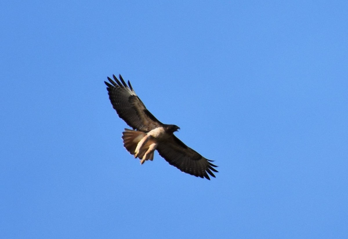 Red-tailed Hawk - Gloria Beerman
