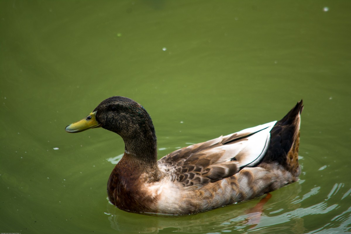 Andean Duck - ML508471321