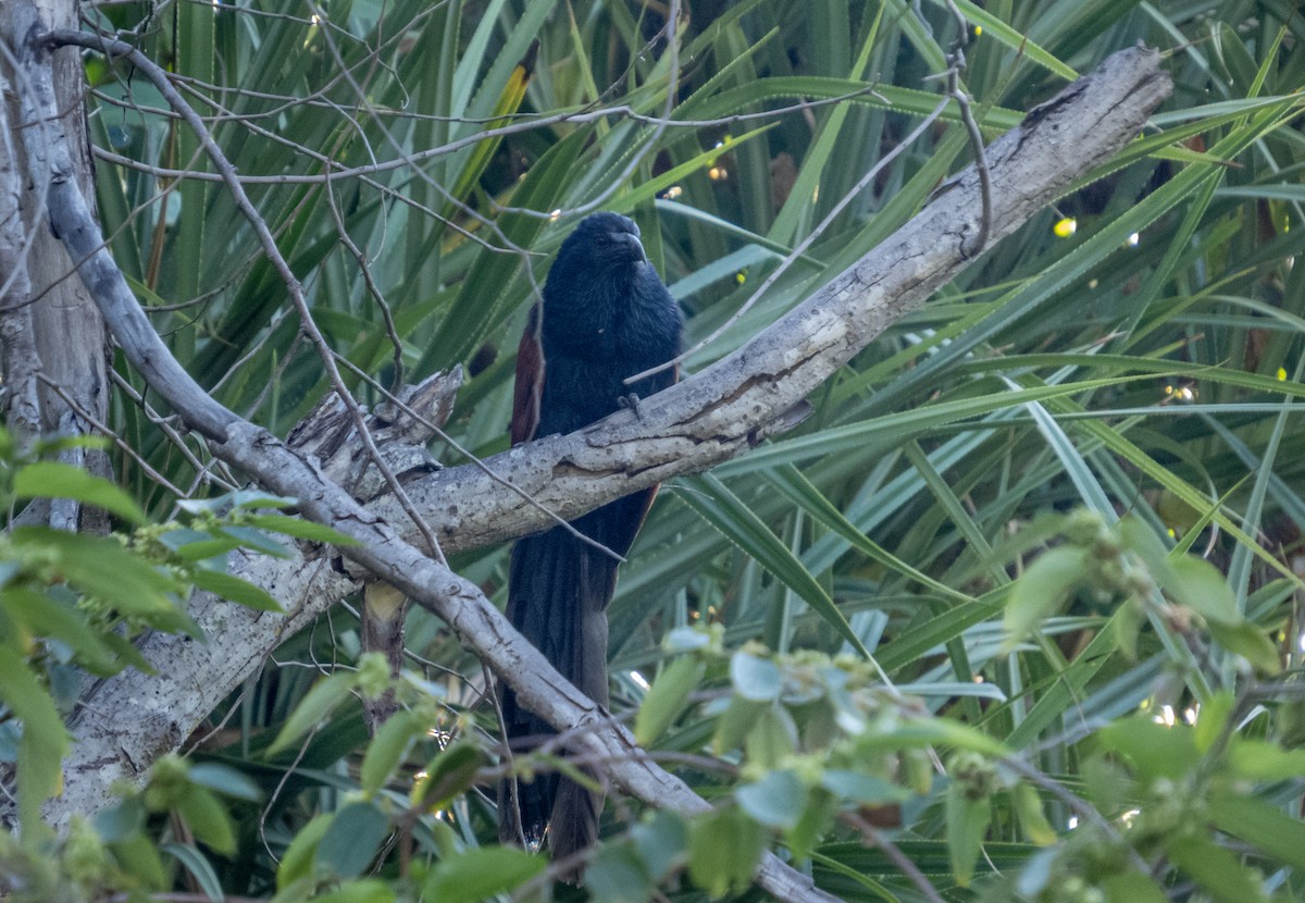 Malagasy Coucal - ML508473141