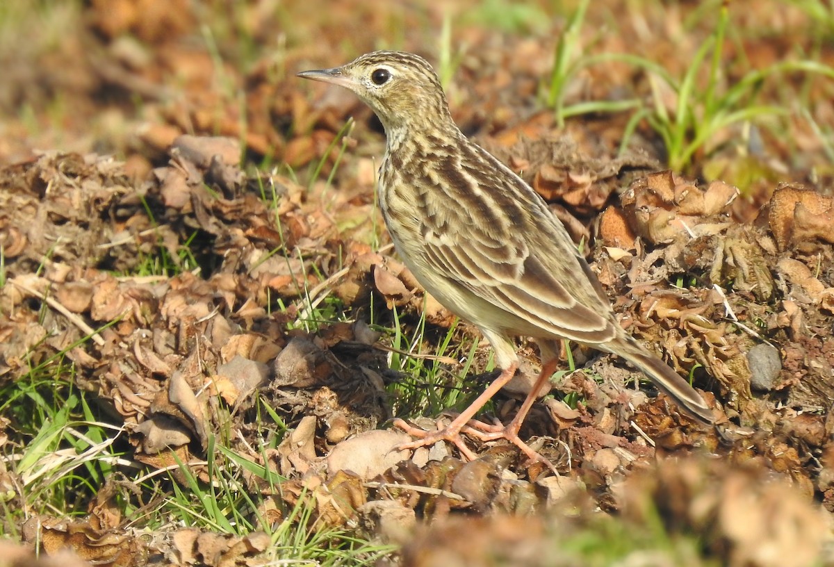 Ochre-breasted Pipit - ML508475001