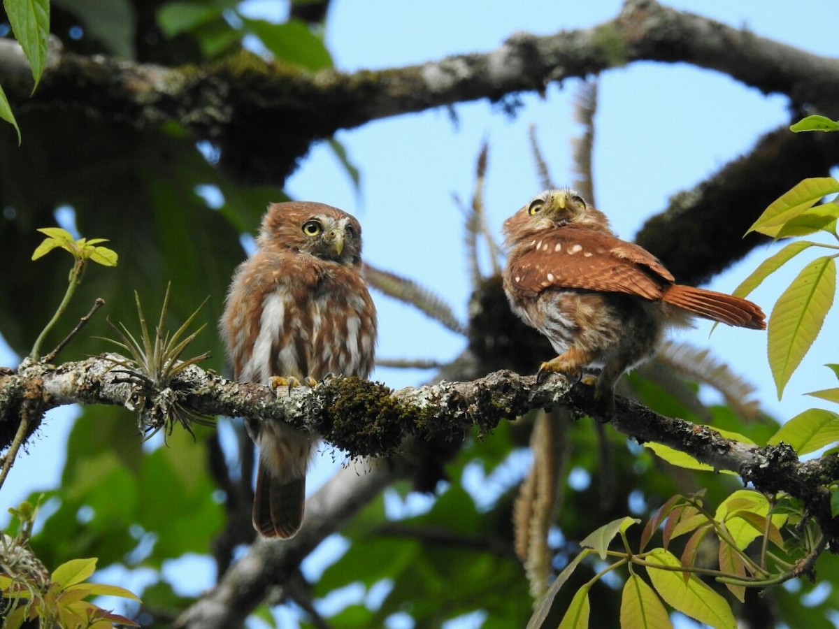 Ferruginous Pygmy-Owl - Hudson - BirdsRio