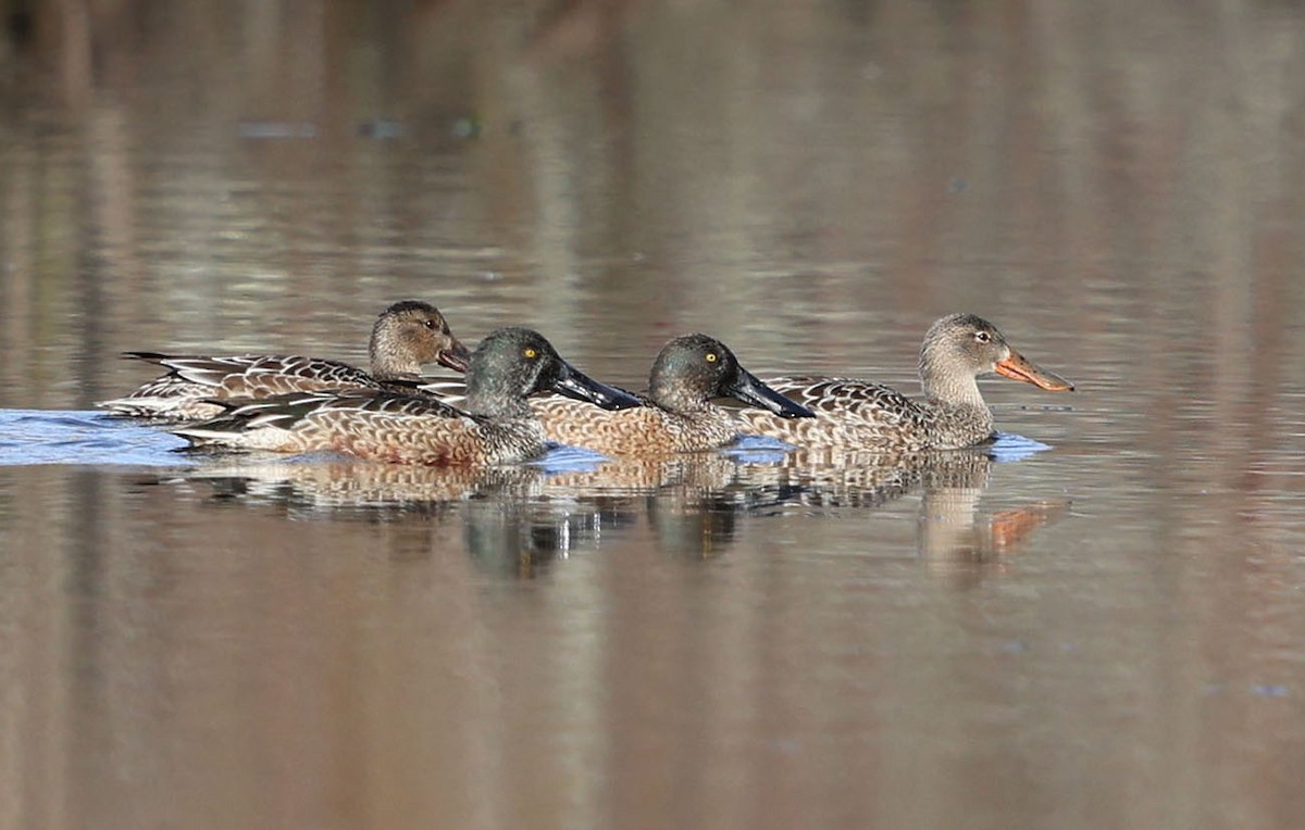 eBird Checklist 29 Nov 2022 Stumpy Lake Natural Area 30 species