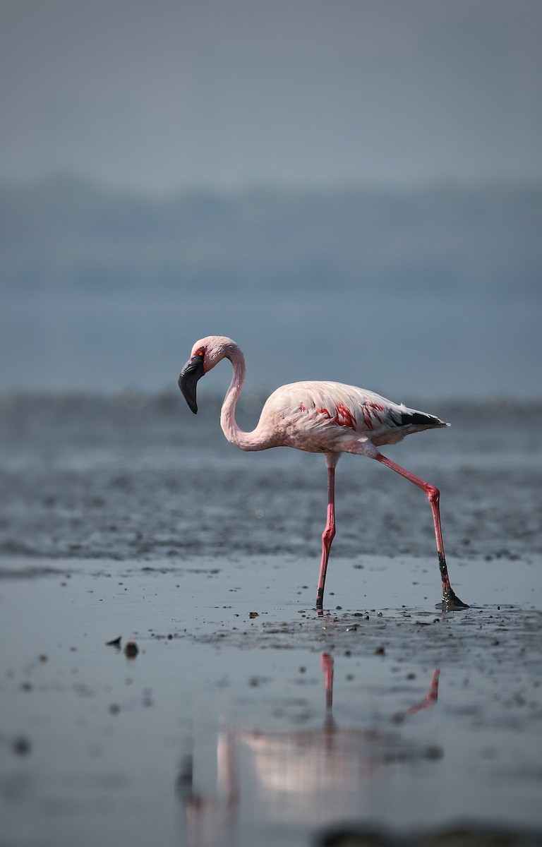 Lesser Flamingo - ML508478601