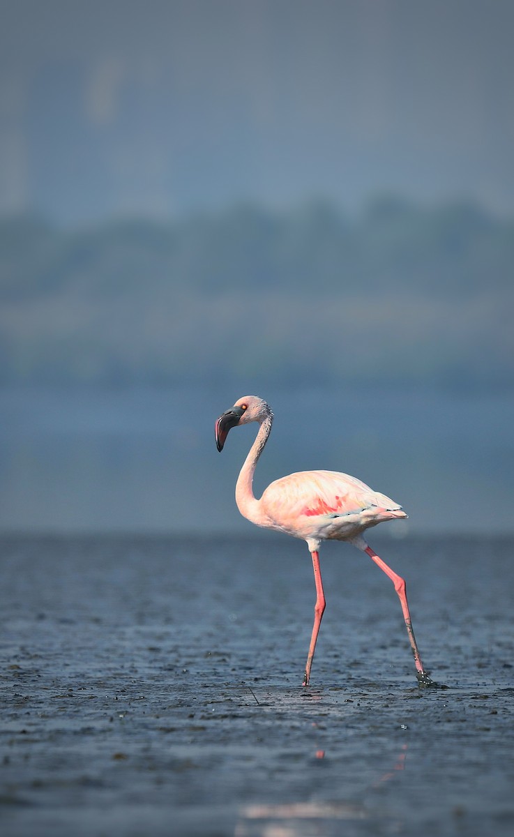 Lesser Flamingo - ML508478621