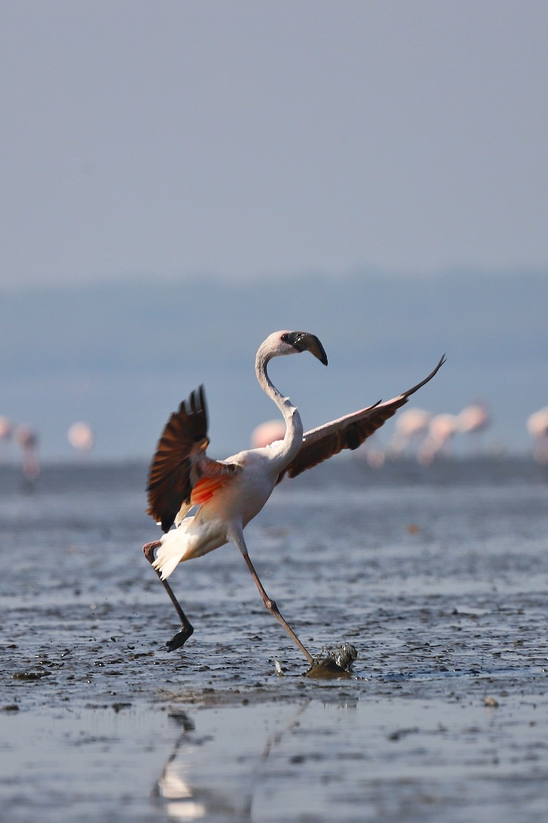 Lesser Flamingo - Ravi naidu
