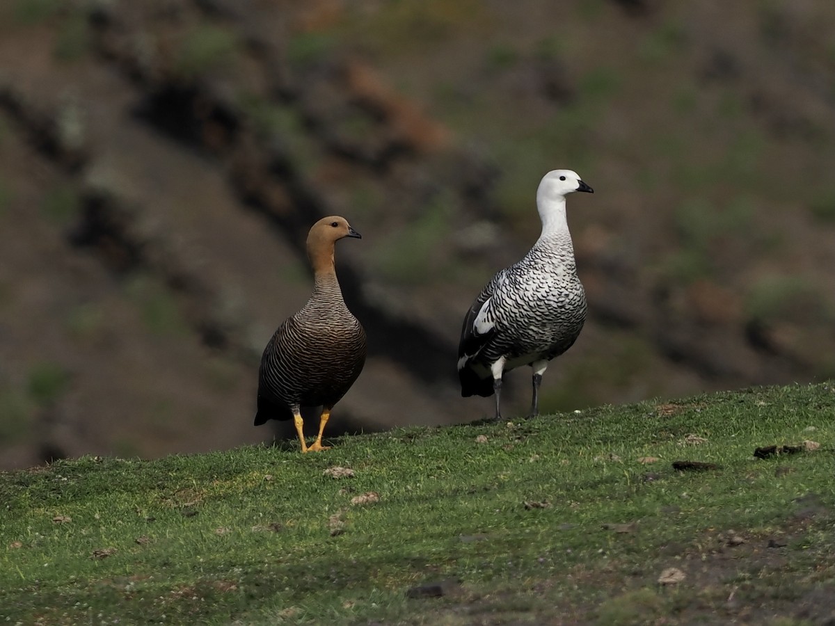 Upland Goose (Bar-breasted) - ML508482701