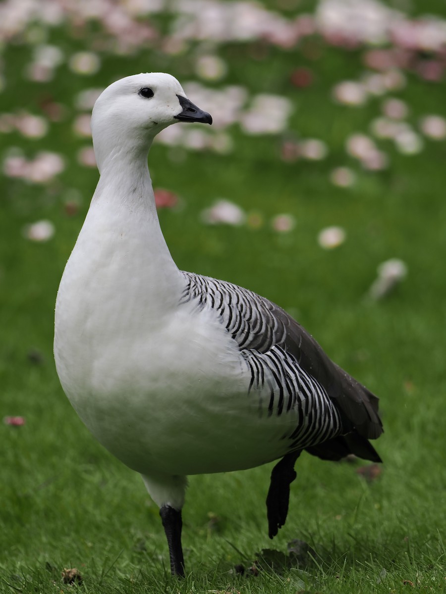 Upland Goose (White-breasted) - ML508483601