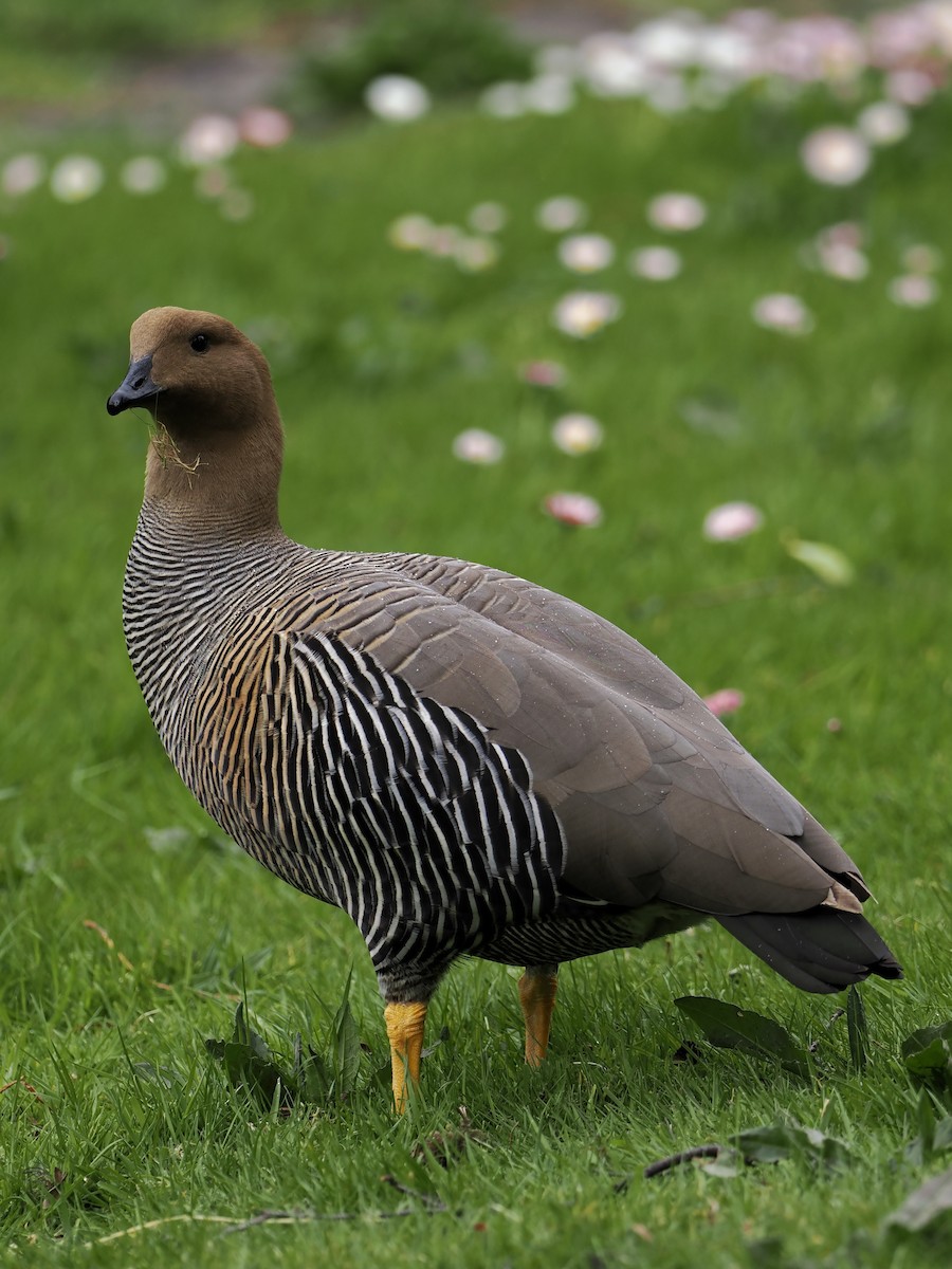 Upland Goose (White-breasted) - ML508483611