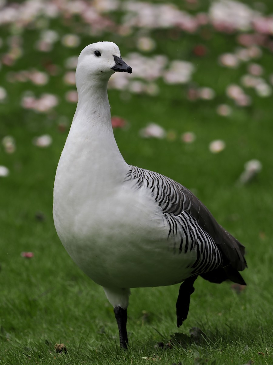 Upland Goose (White-breasted) - ML508483621