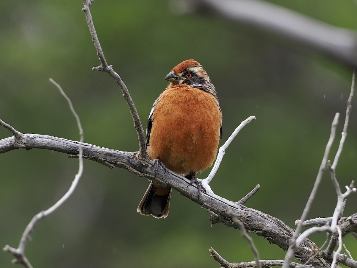 Rufous-tailed Plantcutter - ML508483771