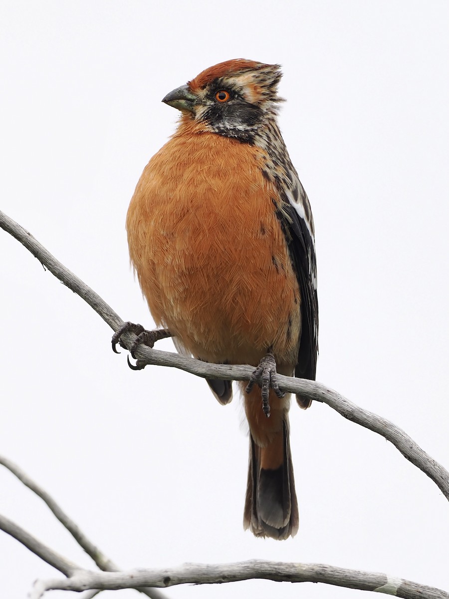 Rufous-tailed Plantcutter - Bobby Wilcox