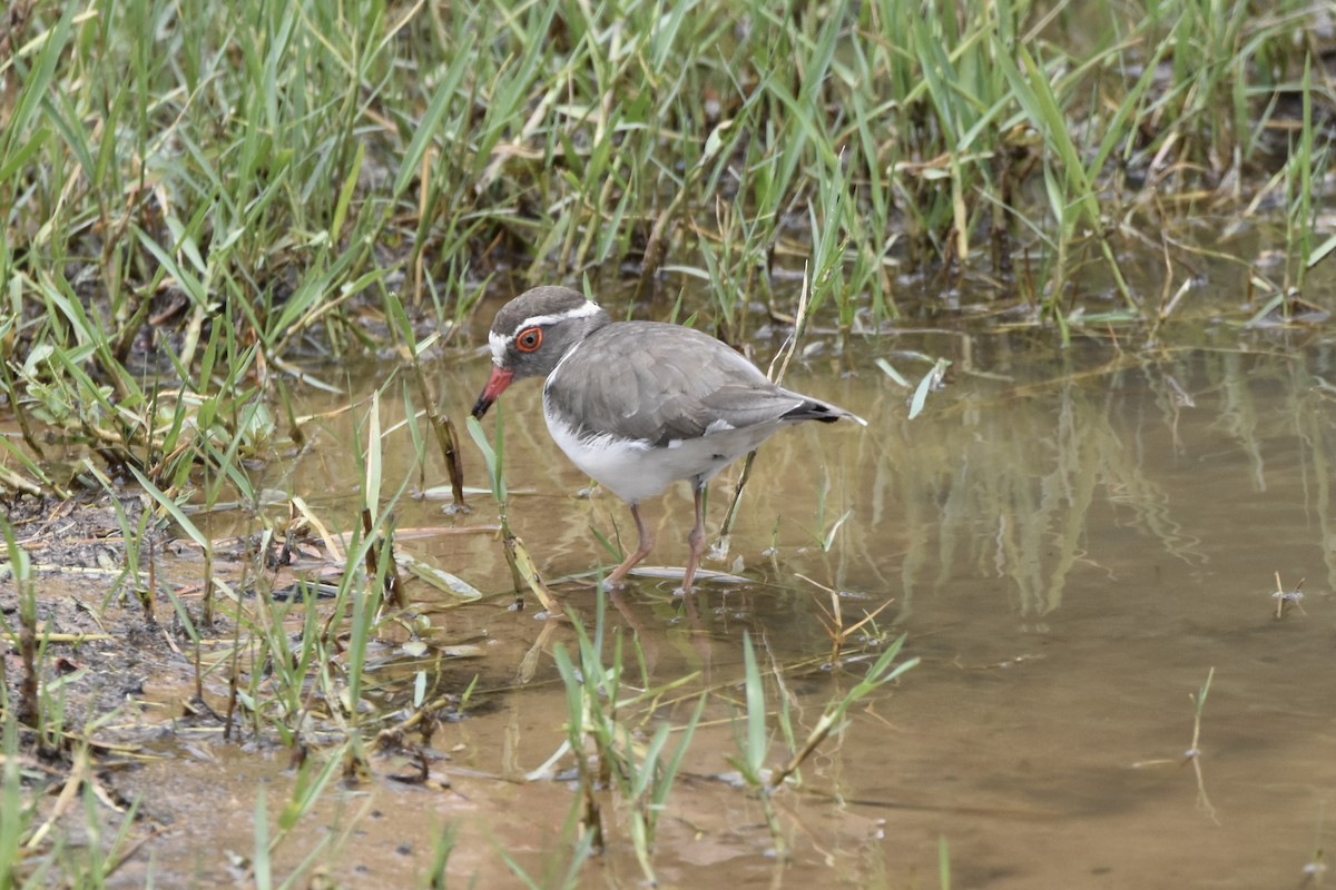 Three-banded Plover - ML508484711