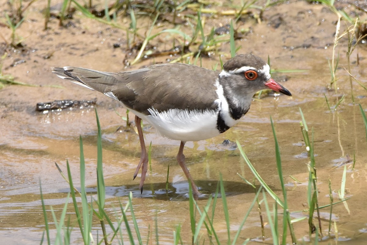 Three-banded Plover - ML508484821