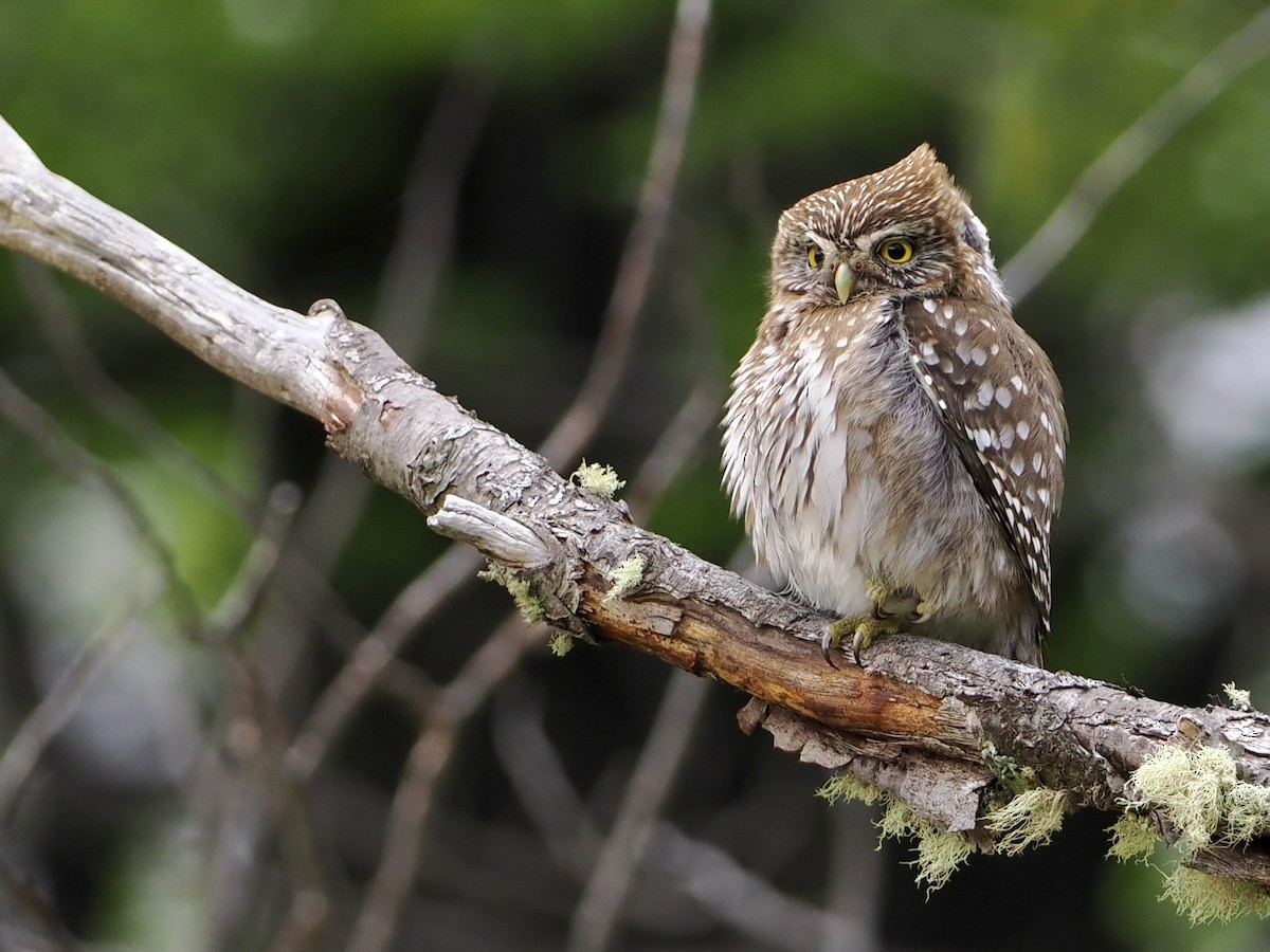 Austral Pygmy-Owl - ML508486041