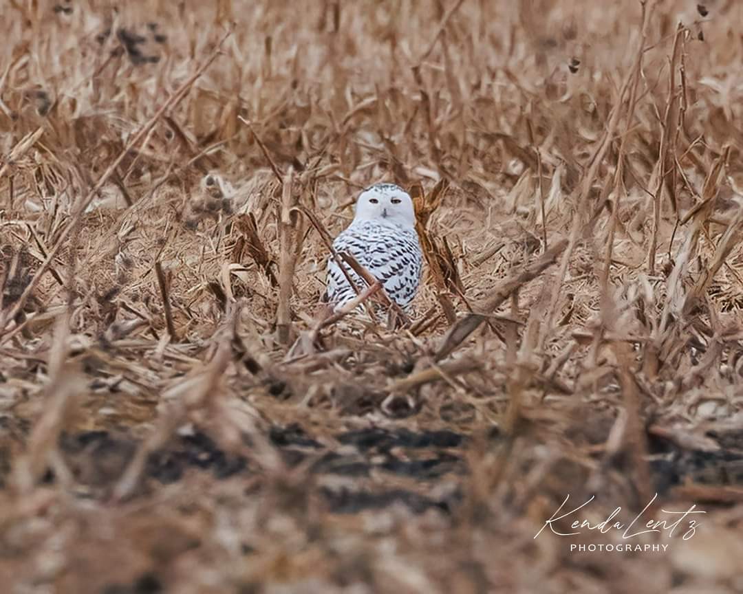Snowy Owl - ML508489631
