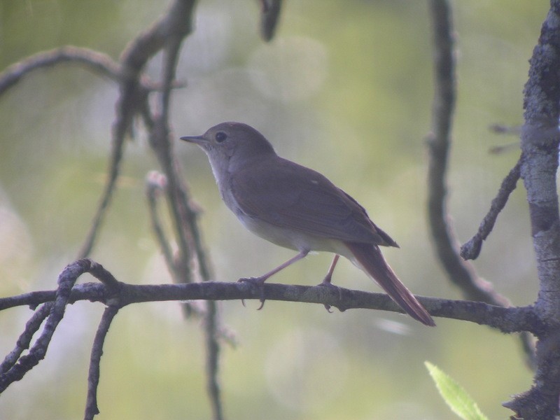 Common Nightingale - ML50849411