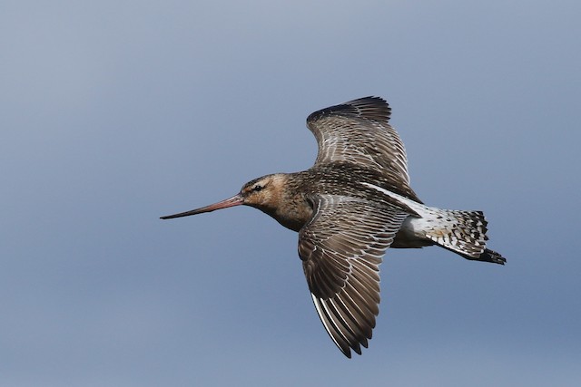 Possible confusion species: Bar-tailed Godwit (<em class="SciName notranslate">Limosa lapponica</em>). - Bar-tailed Godwit - 