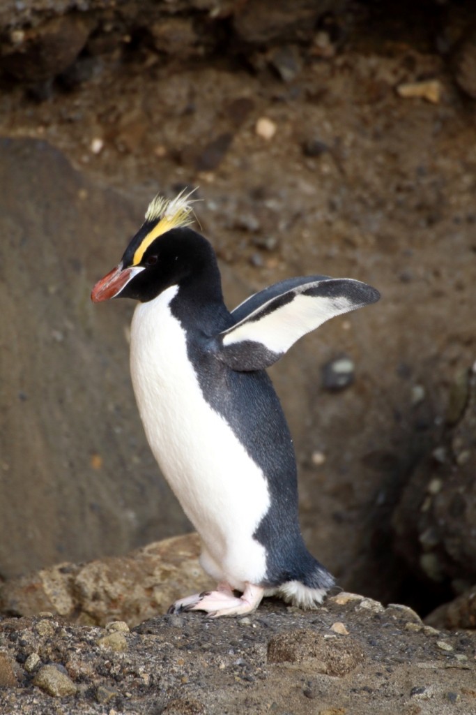 Erect-crested Penguin - Tansy Bliss