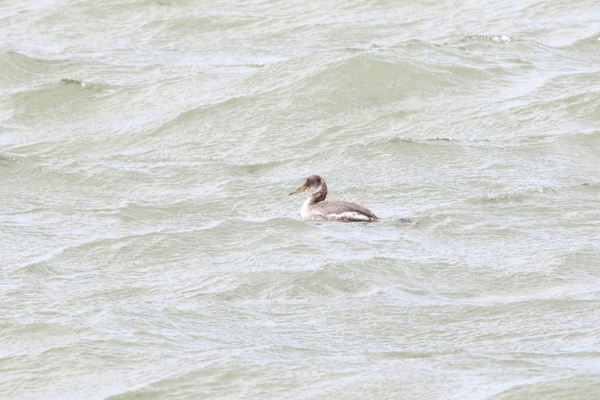 Red-necked Grebe - ML508506651