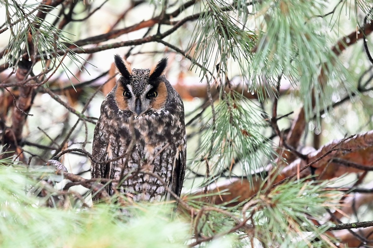 Long-eared Owl - ML508508371