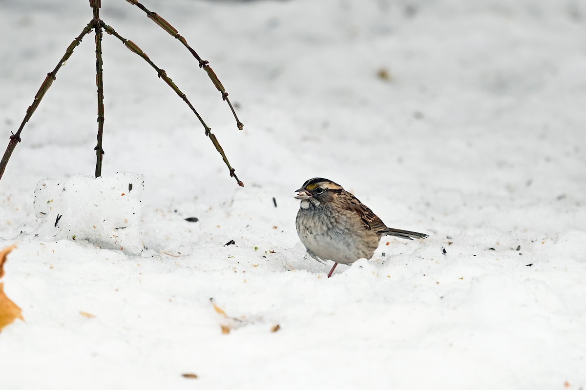 White-throated Sparrow - ML508509721