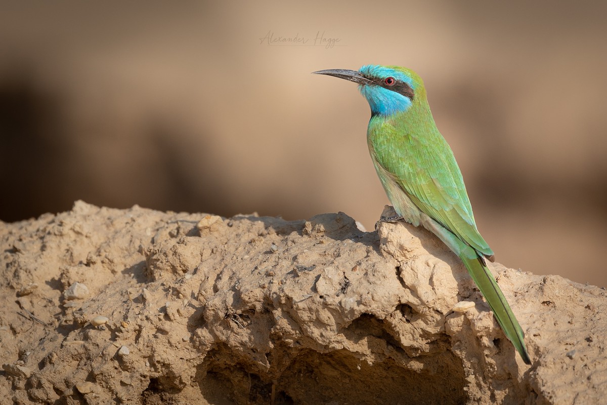 Arabian Green Bee-eater - Alexander Hagge